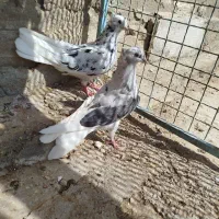 کوهی دمسفید