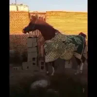 اندیمشک|اسب و تجهیزات اسب‌سواری|شوش, |دیوار