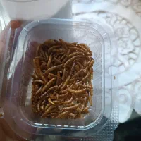 تنگ استوانه ای غذا ماهی گوپی غذا گیاه خوار|ماهی|تهران, علیآباد|دیوار