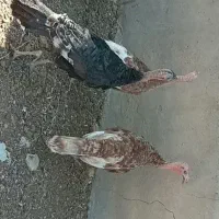 بوقلمون|حیوانات مزرعه|تاکستان, |دیوار