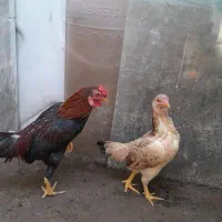 مرغ وخروس|پرنده|شهریار, رضی آباد بالا|دیوار