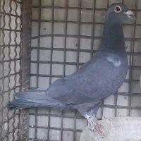 کبوتر