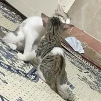 گربه ام دمش گره داره گمشده