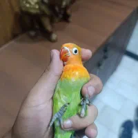 جوجه عروس کوتوله سرلاکی