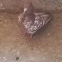 کفتر سینه ای|پرنده|ساوه, |دیوار