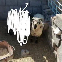 بره نر سبک مخصوص کشتن