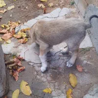 سگ ماده|سگ|هشترود, |دیوار