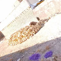 آجر فروشی با قیمت مناسب دو ماشین