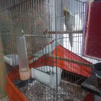 عروس هلندی جفت|پرنده|محمدشهر, محمدشهر|دیوار