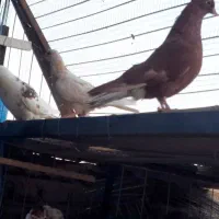 کفتر رنگی تهرانی المانی قاطی|پرنده|خاوران, |دیوار