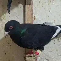 کفتر پرشی|پرنده|اسفراین, |دیوار