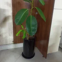 گل بزرگ یک‌متری ۱۶۰۰