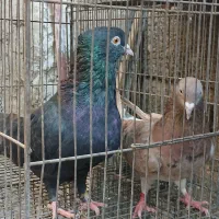 کبوتر سرور.و یجفت ساعت بالا|پرنده|وحیدیه, |دیوار