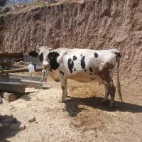 گاو‌|حیوانات مزرعه|بروجرد, |دیوار