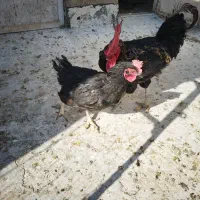 مرغ وخروس 6عدد|حیوانات مزرعه|شیراز, کیان آباد|دیوار