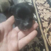 سگ زیبا و با وفا باهوش|سگ|بم, |دیوار