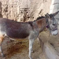 الاغ