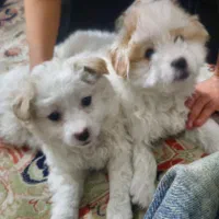 حیوانات|سگ|شهر ری, هاشم‌آباد|دیوار