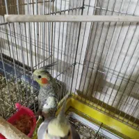 سه جفت عروس|پرنده|کاشان, باغ ماجد|دیوار