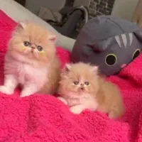 بچه گربه های دلربا ایران کتز|گربه|رشت, گلباغ نماز|دیوار