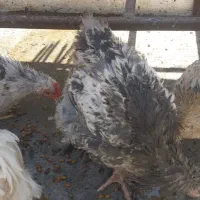 مرغ خروس برهما جوجه|حیوانات مزرعه|اصفهان, ارزنان|دیوار