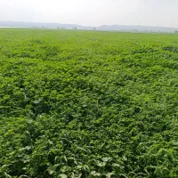 یونجه|خوردنی و آشامیدنی|اهواز, شریعتی جنوبی|دیوار