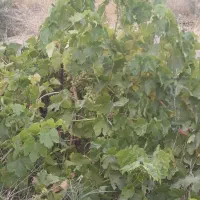 باغ ب متراژ 1500 متر|فروش خانه و ویلا|شبستر, |دیوار