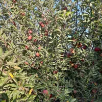 کشاورزان و باغ داران محترم