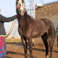 ۴ تا مادیان