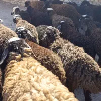 25راس بره شالی|حیوانات مزرعه|کرج, شهرک فرهنگیان|دیوار