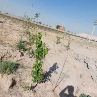 ۶۰۰ متر زمین بهر جاده اصلی رباط‌کریم شهریار|فروش زمین و ملک کلنگی|رباط‌کریم, انجم آباد|دیوار