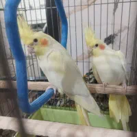 یه جفت عروس هلندی لوتینو چشم شرابی دستی