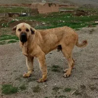 پژدر راسکانی