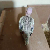 سلام دو عدد جوجه عروس هلندی بفروش میرسد