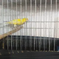 قناری طلایی