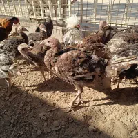 فروش بوقلمون|حیوانات مزرعه|خرقان, |دیوار