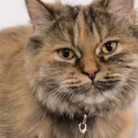 گربه پرشین|گربه|اهواز, کوروش|دیوار