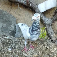 کبوتر نر نامه بر|پرنده|کنگاور, |دیوار