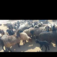 فروش ۵۰ راس میش بره دار|حیوانات مزرعه|شیراز, باباکوهی|دیوار