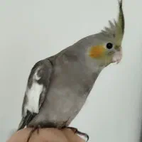 طوطی عروس هلندی|پرنده|دزفول, |دیوار