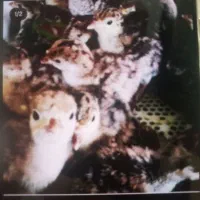 جوجه یکروزه بوقلمون