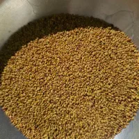 بذر یونجه بغدادی|گل و گیاه طبیعی|شاهیوند, |دیوار