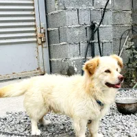 پیکینیز نر ۲ساله