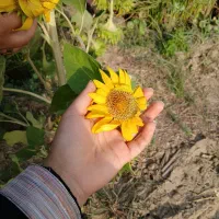 فروش فوری دو قطعه زمین کشاورزی