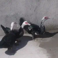 اردک اسرائیلی