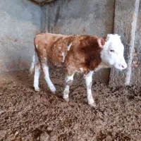 گوساله نر سیمینتال|حیوانات مزرعه|قزوین, |دیوار