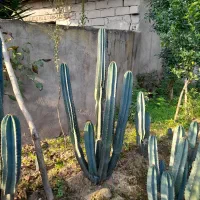 کاکتوس پریانوس|گل و گیاه طبیعی|زرگرشهر, |دیوار