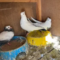 کبوتر|پرنده|شیراز, شهرک گلستان|دیوار