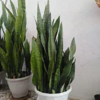 گلدان سانسوریا شمشیری