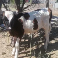 گاو شیری سیمینتال و گوساله
